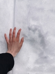 Ursus arctos beringianus