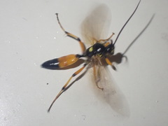 Ichneumon lotatorius