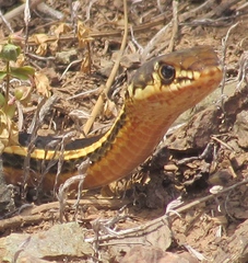 Masticophis lateralis euryxanthus