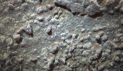 Dentocorticium portoricense