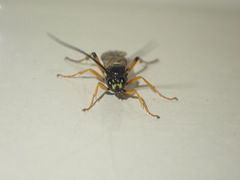 Ichneumon lotatorius