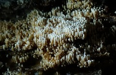 Rectipilus confertus