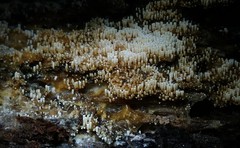 Rectipilus confertus