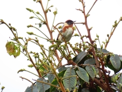 Setophaga castanea