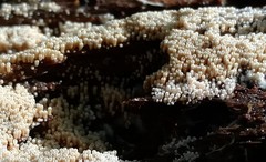 Rectipilus confertus