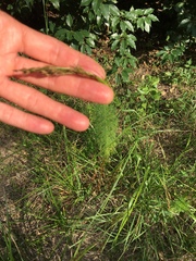 Rhynchospora inexpansa