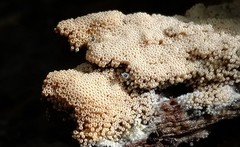 Rectipilus confertus