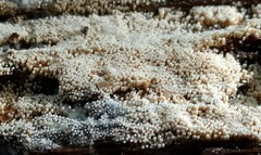 Rectipilus confertus