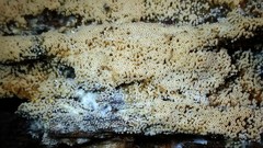 Rectipilus confertus