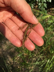 Rhynchospora inexpansa