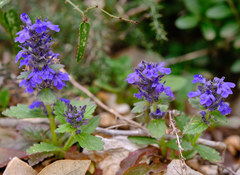 Ajuga genevensis