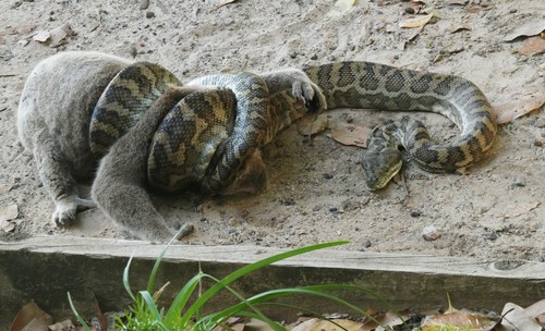 Carpet Python, Point Lookout QLD 4183, Australia, photo 7 of 10