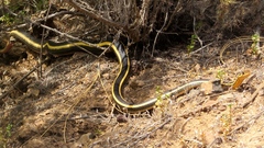 Masticophis lateralis euryxanthus