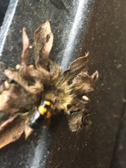 Glischrochilus fasciatus