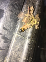 Glischrochilus fasciatus