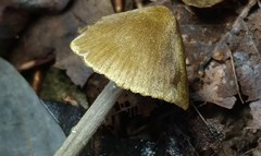 Entoloma flavoviride