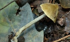 Entoloma flavoviride