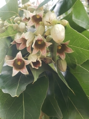 Elaeocarpus decipiens