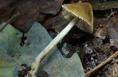 Entoloma flavoviride