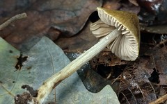 Entoloma flavoviride
