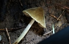 Entoloma flavoviride