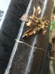 Glischrochilus fasciatus