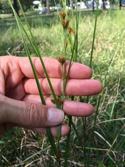 Rhynchospora glomerata