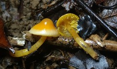 Gliophorus perplexus