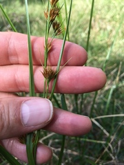Rhynchospora glomerata