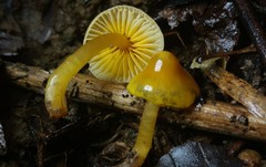Gliophorus perplexus