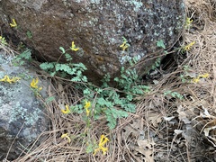 Corydalis aurea occidentalis