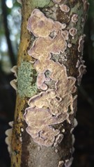 Skeletocutis lilacina