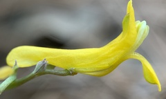 Corydalis aurea occidentalis