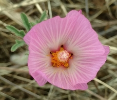 Sidalcea diploscypha