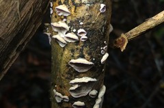 Skeletocutis lilacina