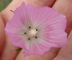 Sidalcea diploscypha