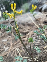 Corydalis aurea occidentalis