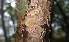 Skeletocutis lilacina