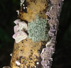 Skeletocutis lilacina