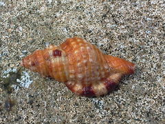 Monoplex intermedius