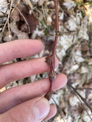 Neolasioptera nodulosa