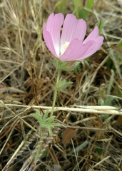 Sidalcea diploscypha