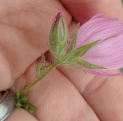 Sidalcea diploscypha