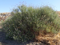 Lupinus albifrons