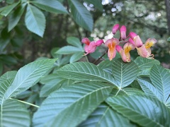 Aesculus pavia pavia