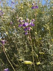 Lupinus albifrons