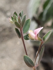 Acmispon americanus