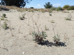 Eriogonum nudum psychicola