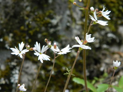 Lithophragma parviflorum