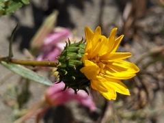Grindelia camporum
